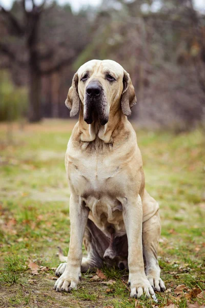 Retrato Perro Adulto Fila Brasileiro Mastín Brasileño Escena Otoñal —  Fotos de Stock