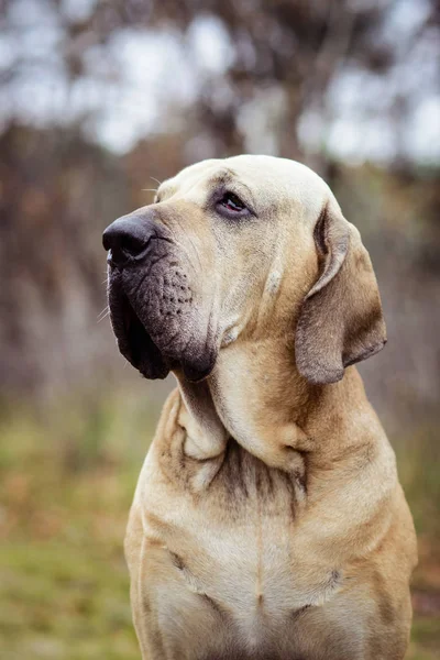 Портрет Собаки Взрослых Fila Brasileiro Бразильский Мастиф Осенняя Сцена — стоковое фото