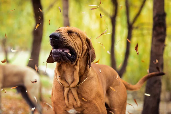 Komik surat Fila Brasileiro (Brazilian Mastiff) aptal surat tiksinme, hapşırma, mevsimlik Anti kavramı buruşuk