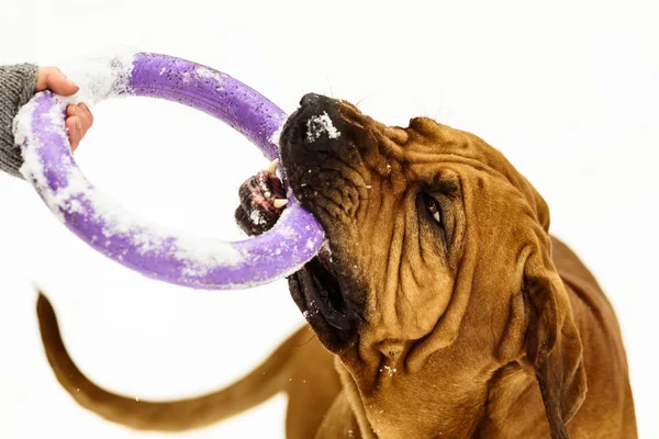 Grappig Gezicht Rimpelige Fila Brasileiro Hond Braziliaanse Mastiff Spelen Puller — Stockfoto