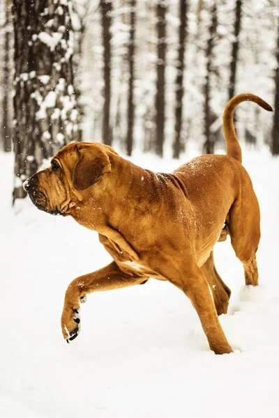 Adult Fila Brasileiro (Brazilian Mastiff) having fun in snow, winter scene