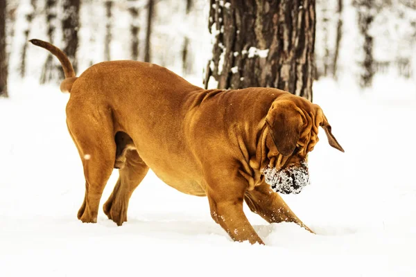 Grappig Gezicht Rimpelige Fila Brasileiro Hond Braziliaanse Mastiff Met Plezier — Stockfoto
