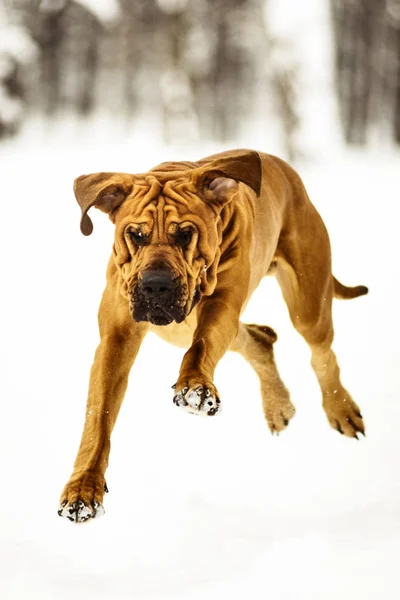 Grappig Gezicht Rimpelige Fila Brasileiro Hond Braziliaanse Mastiff Met Plezier — Stockfoto