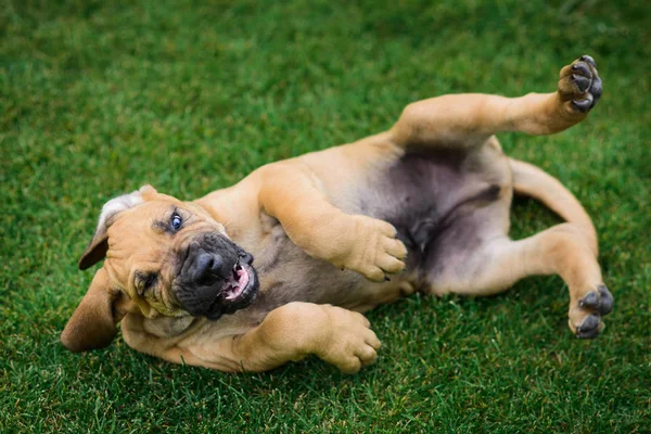 Cute Fila Brasileiro Mastín Brasileño Cachorro Acostado Hierba — Foto de Stock