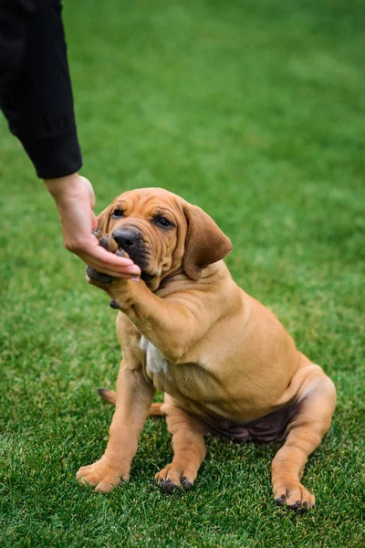 Cute Fila Brasileiro Brazilian Mastiff Puppy Giving Paw Master — Stock Photo, Image