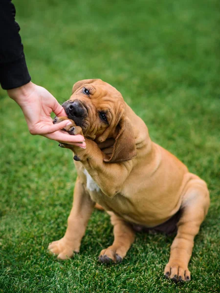 Aranyos Fila Brasileiro Brazil Masztiff Kiskutya Etetés Mester Keze — Stock Fotó