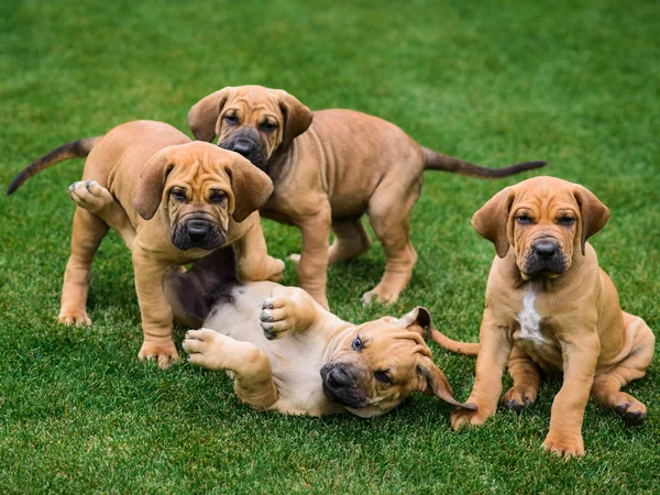 Cuatro Cachorros Fila Brasileiro Mastín Brasileño Jugando Hierba — Foto de Stock
