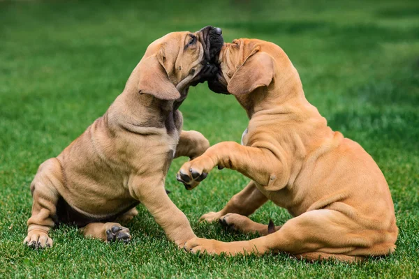 Dos Cachorros Fila Brasileiro Mastín Brasileño Jugando Hierba — Foto de Stock