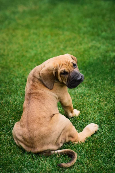 Adorable Fila Brasileiro brindle color puppy chewing wood stick Stock Photo  by ©olgagorovenko 318657844