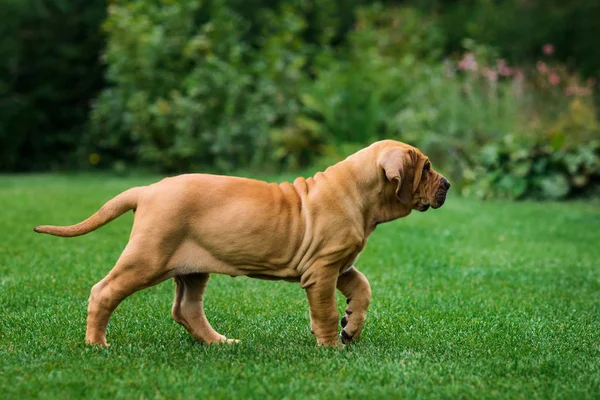 Cute Fila Brasileiro Brazilian Mastiff Puppy Portrait — Stock Photo, Image