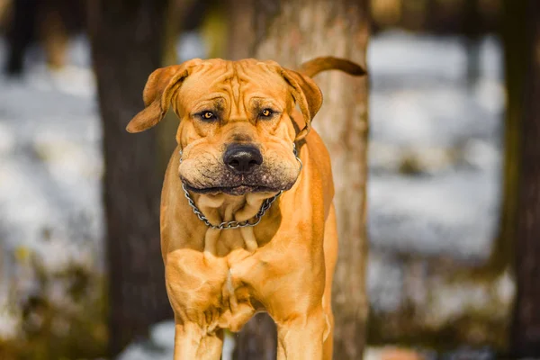 Funny Face Wrinkled Fila Brasileiro Dog Brazilian Mastiff Portrait Snow — Stock Photo, Image
