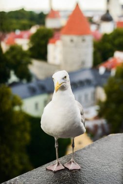 Güzel beyaz ringa martı yakın çekim portre Tallin şehir arka plan üzerinde
