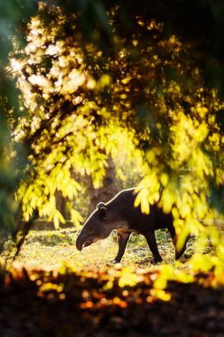 Tapir in colourful sun backlight woods in zoo clipart