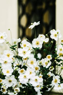 Sonbaharda çiçek açan güzel beyaz Japon anemone çalılar