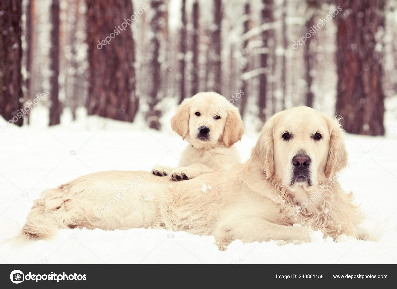 最高の動物画像 心に強く訴える可愛い ゴールデンレトリバー 子犬 最高の動物画像 心に強く訴える可愛い ゴールデンレトリバー 子犬