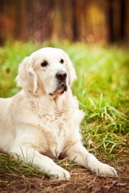 Yeşil çim yalan güzel yetişkin golden retriever köpek portresi kapatın