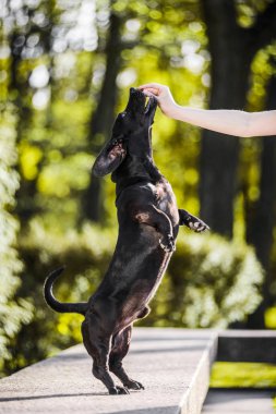 Arka ayakları soran şirin kahverengi dachshund ayakta yaz parkta davranır