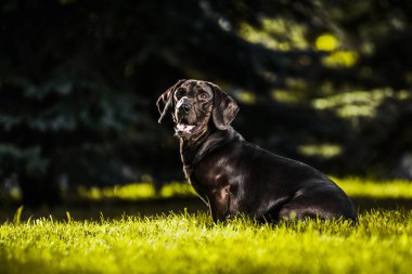 Yaz güneş arka ışık profilinde oturan sevimli kahverengi dachshund
