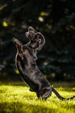 Arka ayakları soran şirin kahverengi dachshund ayakta yaz Güneş aydınlatma davranır