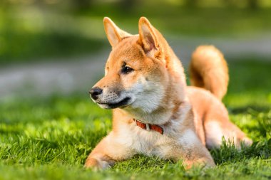 Büyük Japon Akita Inu köpek köpek park yeşil çim üzerinde yalan profil portresi