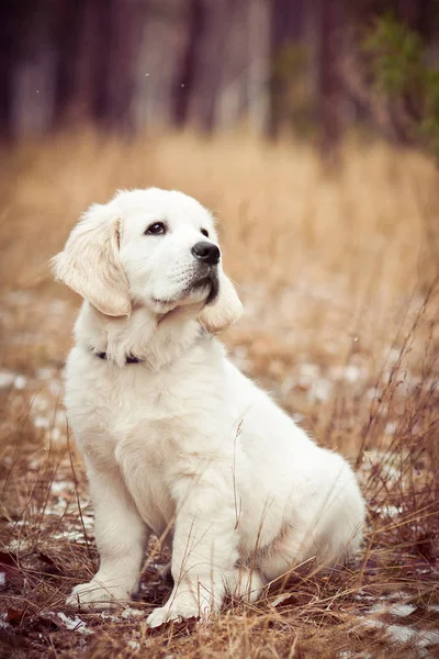 かわいい黄金の取得子犬冬の森の中に座って — ストック写真