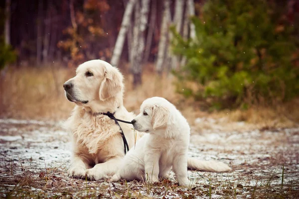 Tatlı Golden Retriever köpeği ve yavrusu kış ormanlarında birlikte oturuyorlar.