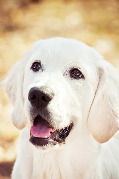 Close Retrato Bonito Filhote Cachorro Golden Retriever Fundo Amarelo — Fotografia de Stock