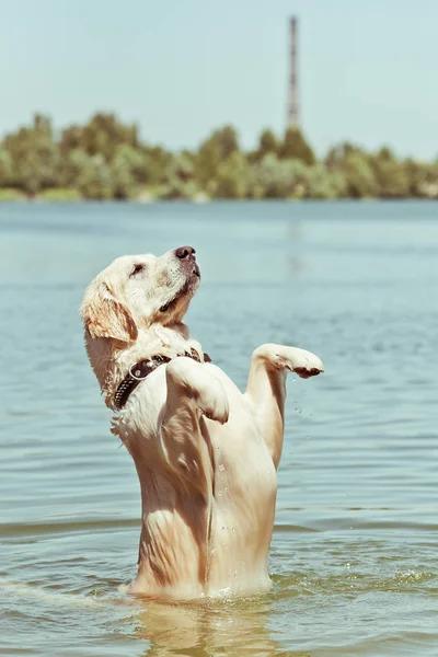 Funny wet golden retriever dog standing on his hind legs in water