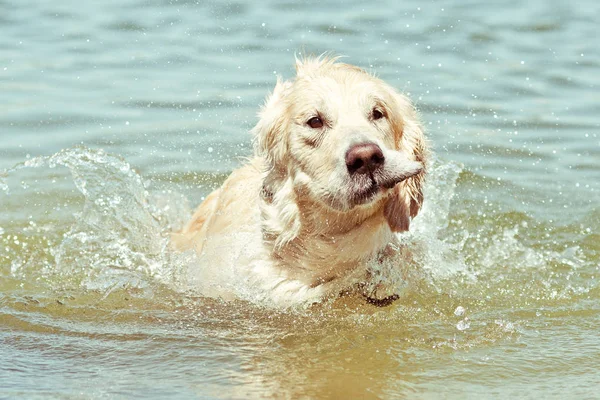 Funny wet golden retriever dog shaking off water  while swimming in lake