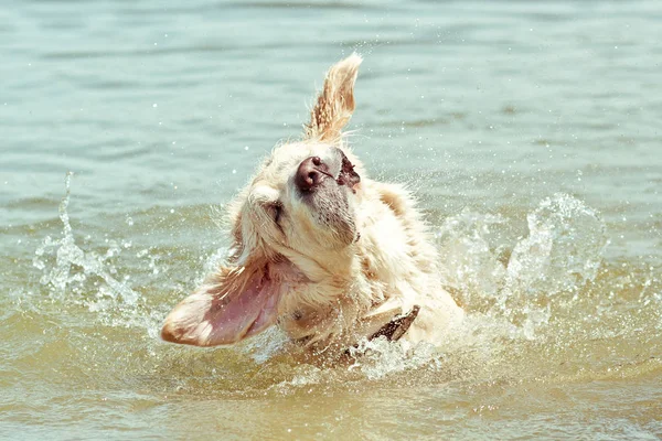 Funny wet golden retriever dog shaking off water while swimming in lake