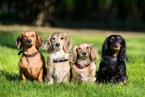 Cuatro Perros Salchichas Sentados Fila Hierba Esperando Amo —  Fotos de Stock