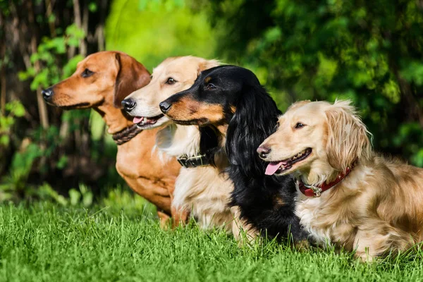 Perfil Tiro Quatro Dachshunds Sentado Linha Grama Wathcing Seu Mestre — Fotografia de Stock