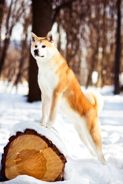 冬の背景の木に寄りかかって大人の素晴らしい日本秋田犬犬 — ストック写真