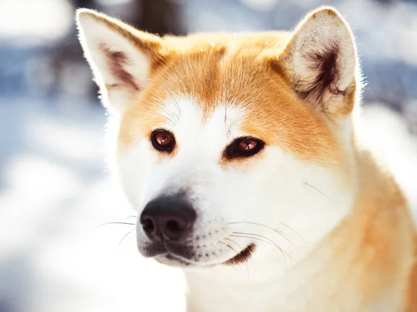 成人伟大的日本秋田伊努狗在冬季背景特写镜头 — 图库照片