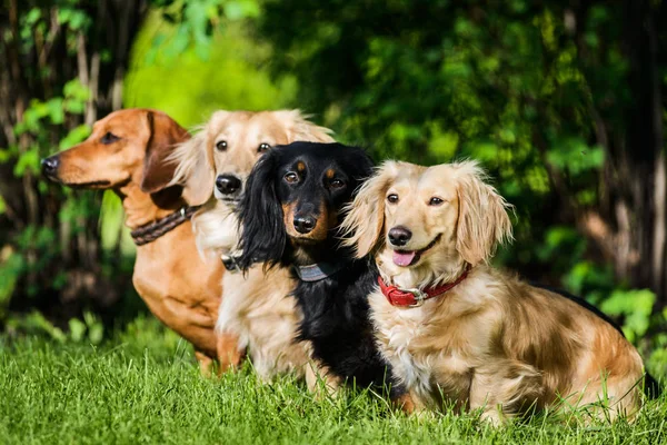 Profile Shot Four Dachshund Dogs Sitting Row Grass Wathcing Master — Stock Photo, Image