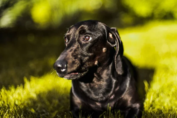 Lindo Marrón Divertido Adorable Dachshund Primer Plano Retrato —  Fotos de Stock