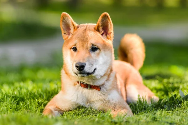 Great Japanese Akita Inu Dog Puppy Lying Green Grass Park — Stock Photo, Image