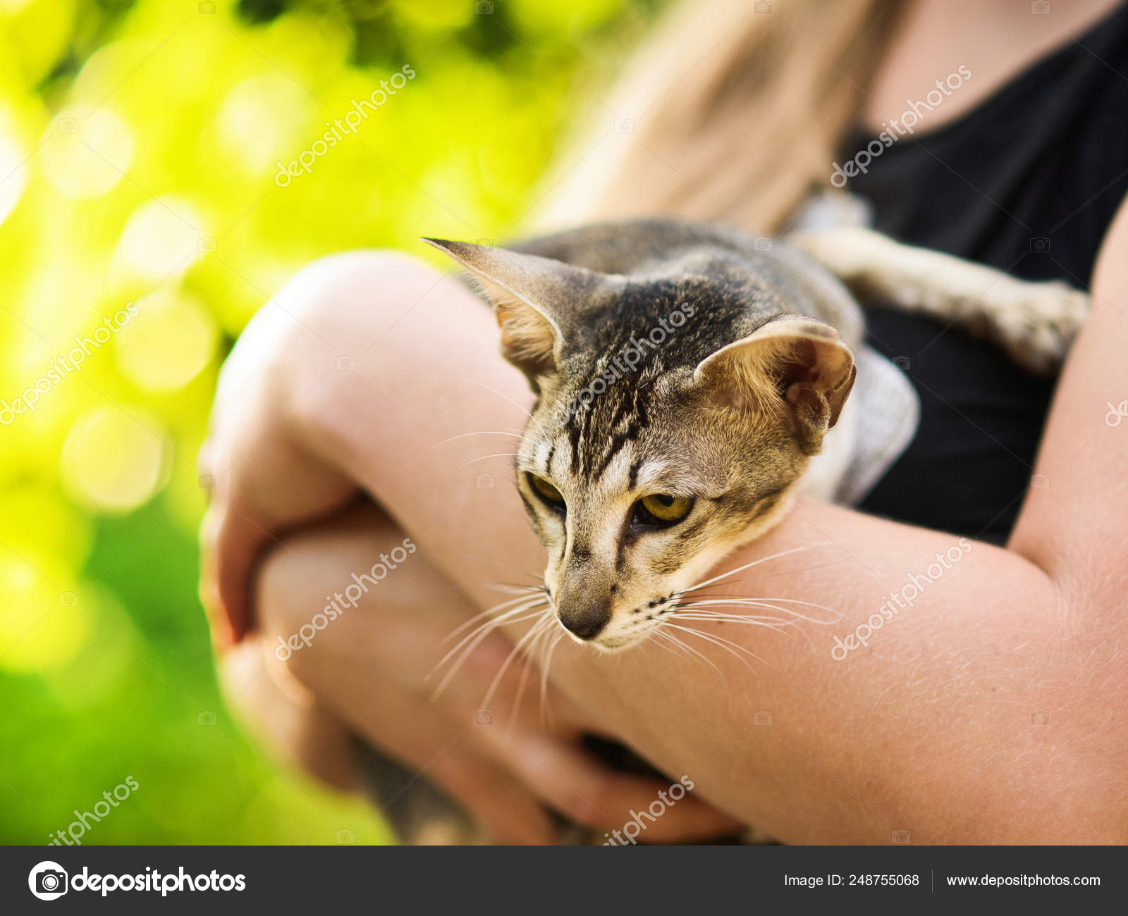 Cute Oriental Shorthair Cat Sitting On Girls Hands Stock Photo