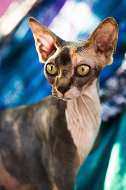 renkli Tekstil oturan alında saç çizgisi sphynx kedi kadar kapatın