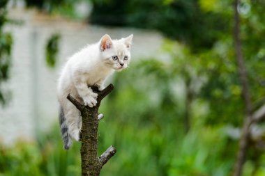 komik tüylü gri kedi kedi ağacındaki atlamak için hazır