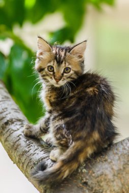 Sıçramaya hazır ağaç tırmanma şirin meraklı yavru kedi