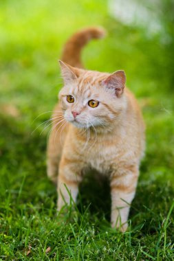 Cute red cat hunting in grass chasing bird clipart