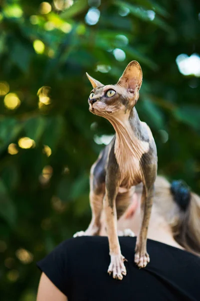 Hårlösa sphynx katt sitter på flickor axel — Stockfoto