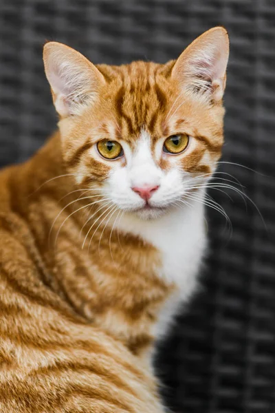 ベンチで横になっているかわいい若い赤猫 — ストック写真