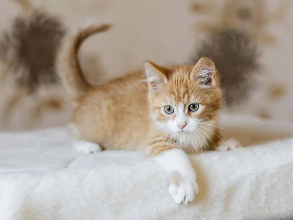 Çok güzel oynak kırmızı turuncu tüylü yavru kedi evde — Stok fotoğraf