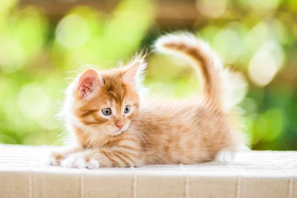 晴れた日に愛らしい遊び心のある赤オレンジふわふわ子猫 — ストック写真