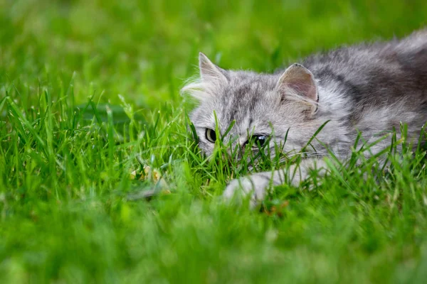 Сіре пухнасте обличчя кіт полювання в траві переслідує іграшку — стокове фото