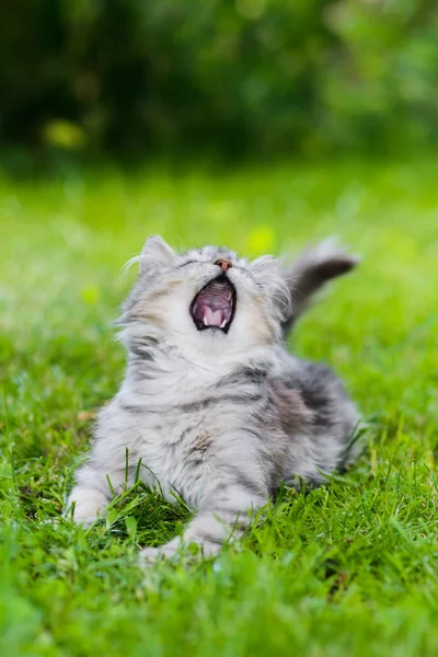Grijze fluffy dom gezicht kat jacht in gras achter speelgoed — Stockfoto