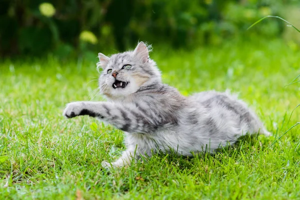 Gri tüylü aptal yüz kedi avcılık oyuncak takip çimen — Stok fotoğraf