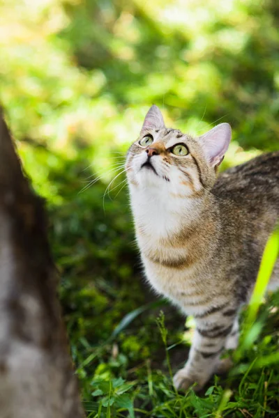 かわいいグレー猫狩猟鳥を追う草の中 — ストック写真